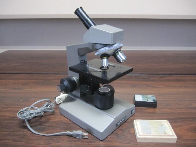 光学顕微鏡イメージ